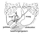 plaatje van galblaas lever maag en darm